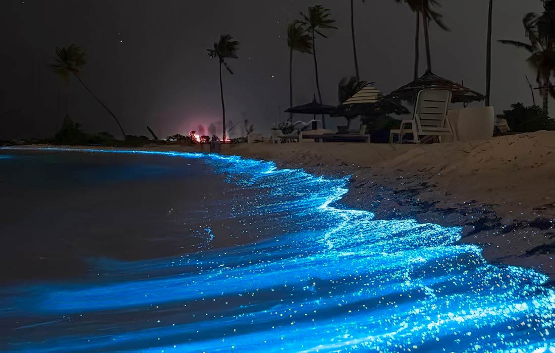 Unbelievable Bioluminescent Beaches In The Usa Top Tips