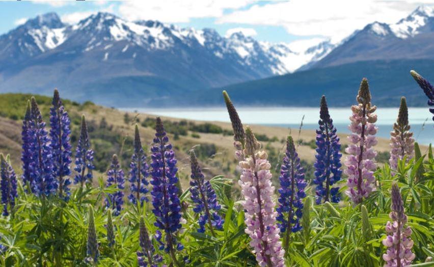 spring-in-new-zealand-hot-springs-and-nature-at-its-best