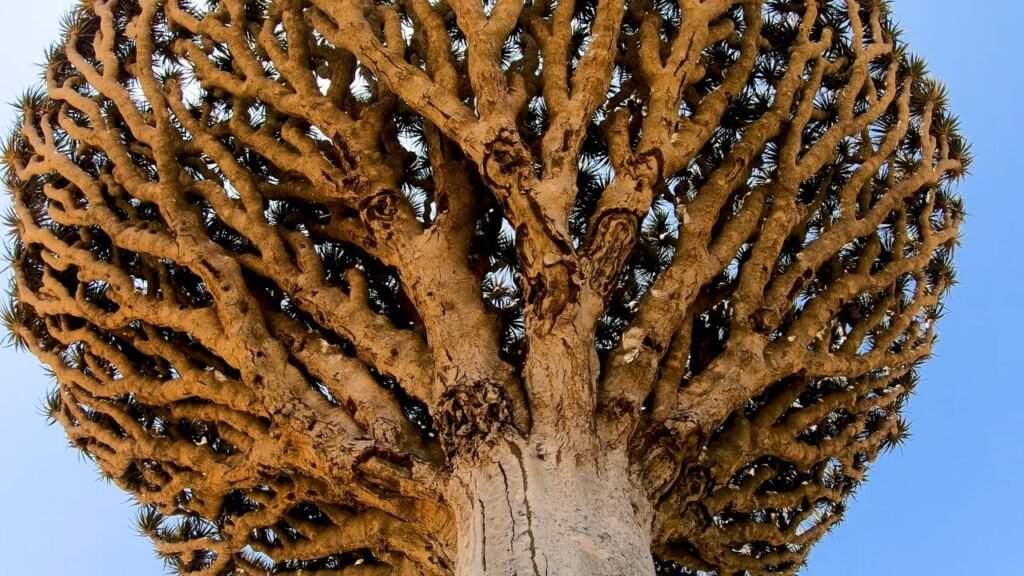 socotra-island-plant