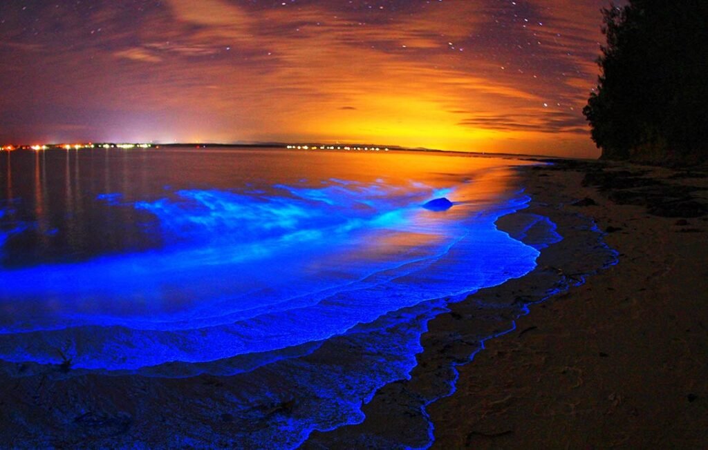 Bioluminescent Beaches in the USA