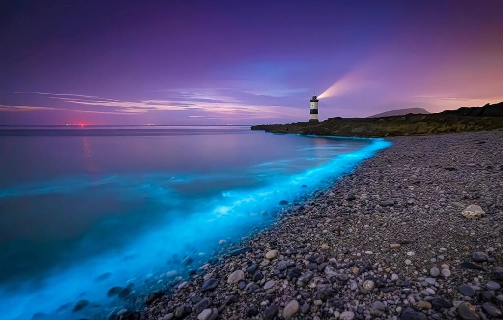 Bioluminescent Beaches in the USA