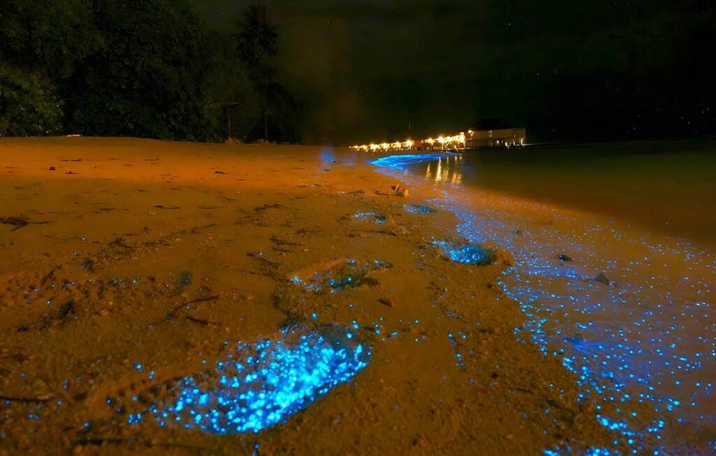 Bioluminescent Beaches in USA