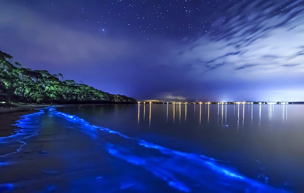 Bioluminescent Beaches in USA