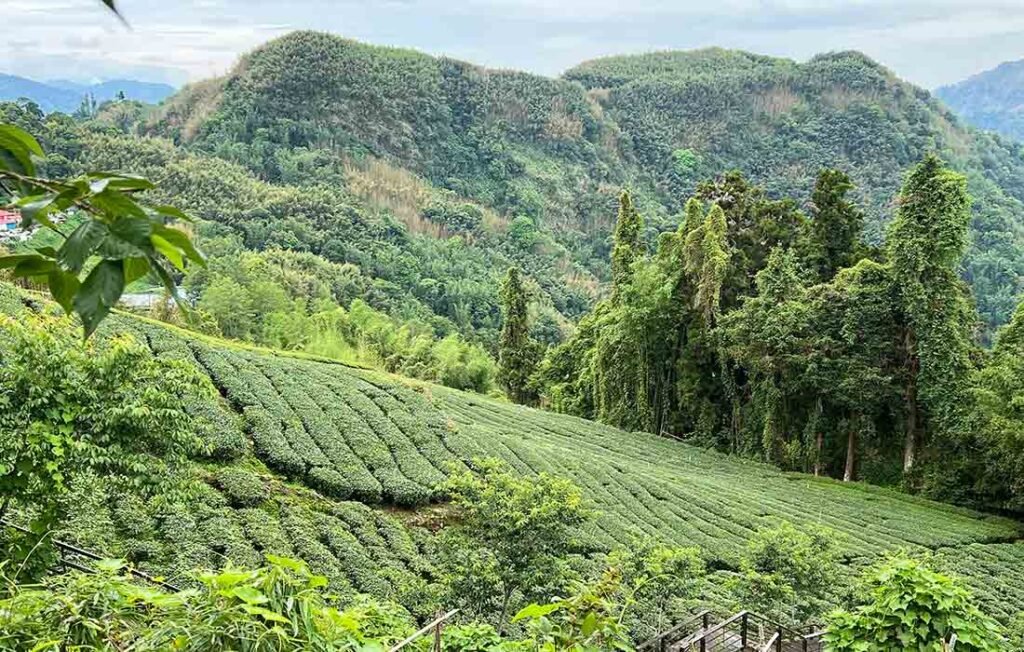 Alishan_Tea_plantations