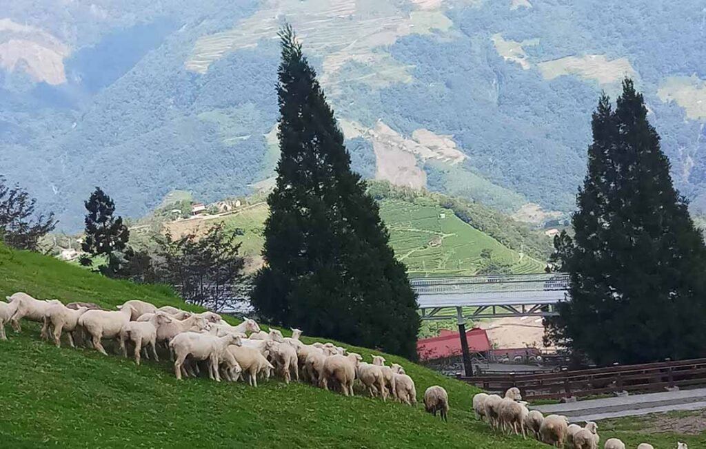 Taiwan_countryside_Qingjing Farm